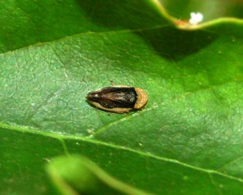Philaenus spumarius